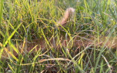 Caterpillar resting on the ground